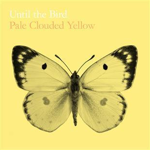 Pale Clouded Yellow - Until The Bird...